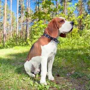 Beagle dog sitting on a path