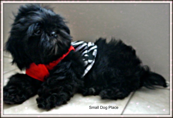 black male shih tzu