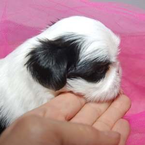 brachycephalic shih tzu