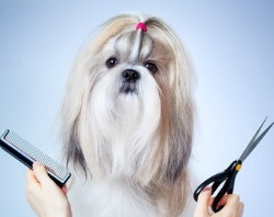 Shih Tzu Brushes and Combs Shih Tzu Brushes and Combs