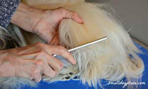 Shih Tzu dog is being combed.