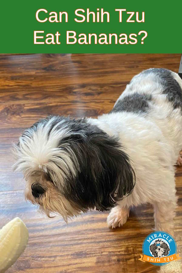 Can Shih Tzu Eat Bananas?