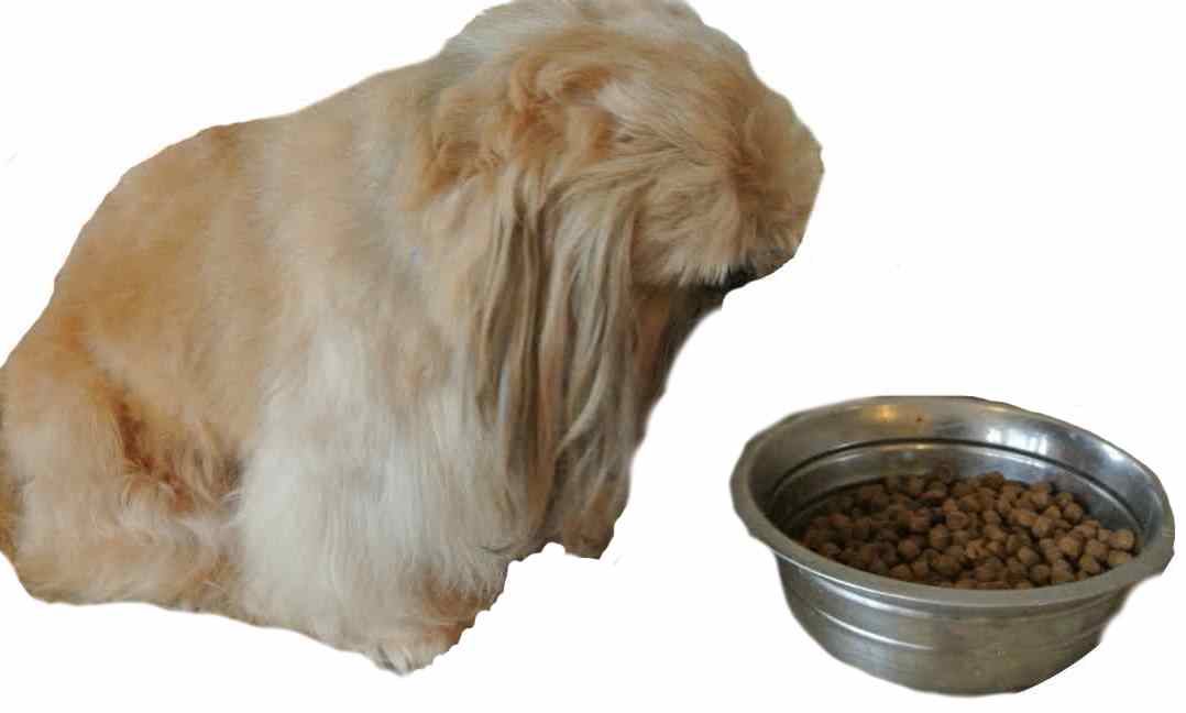 shih tzu won t eat food canine obesity what you can do shih tzu won t eat food canine obesity what you can do