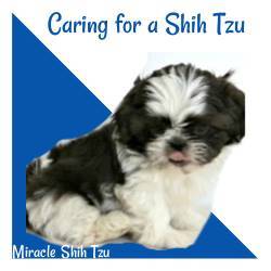 Caring for a Shih Tzu Link