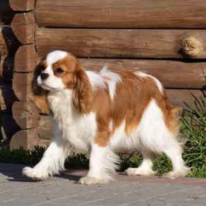 Cavalier King Charles Spaniel