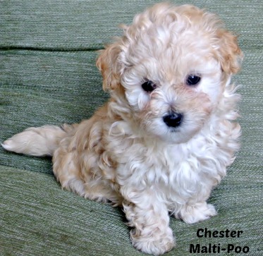 maltese 6 weeks old