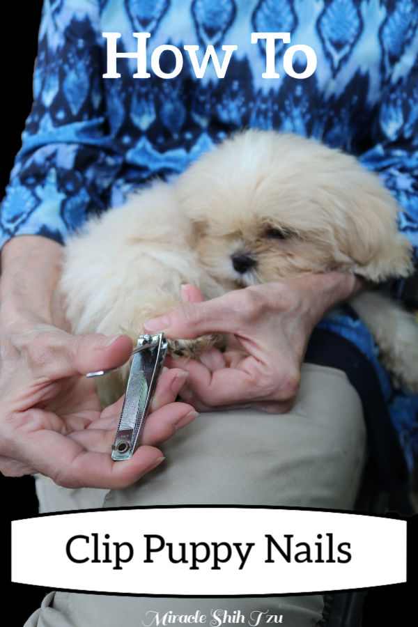 How to Clip Dog Nails When Your Dog is a Small Puppy How to Clip Dog Nails When Your Dog is a Small Puppy