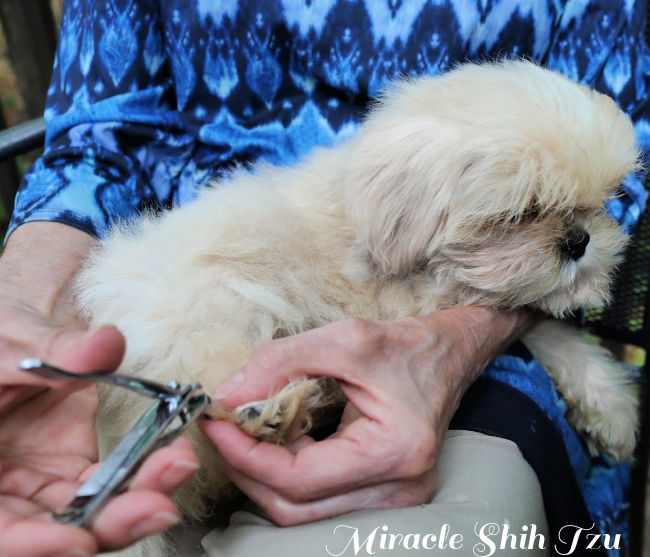 Veterinarian specialist holding small dog, process of cutting dog claw nails  of a small breed dog