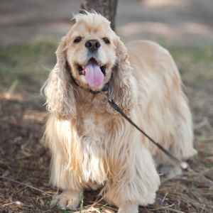 Shih Tzu Mixed Breeds: Your Guide to Finding One Perfect For You
