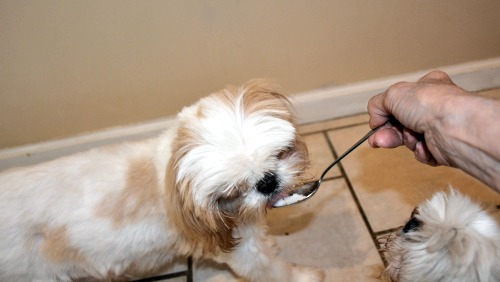 shih tzu itchy ears remedy