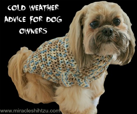 Shih tzu in snow cheap