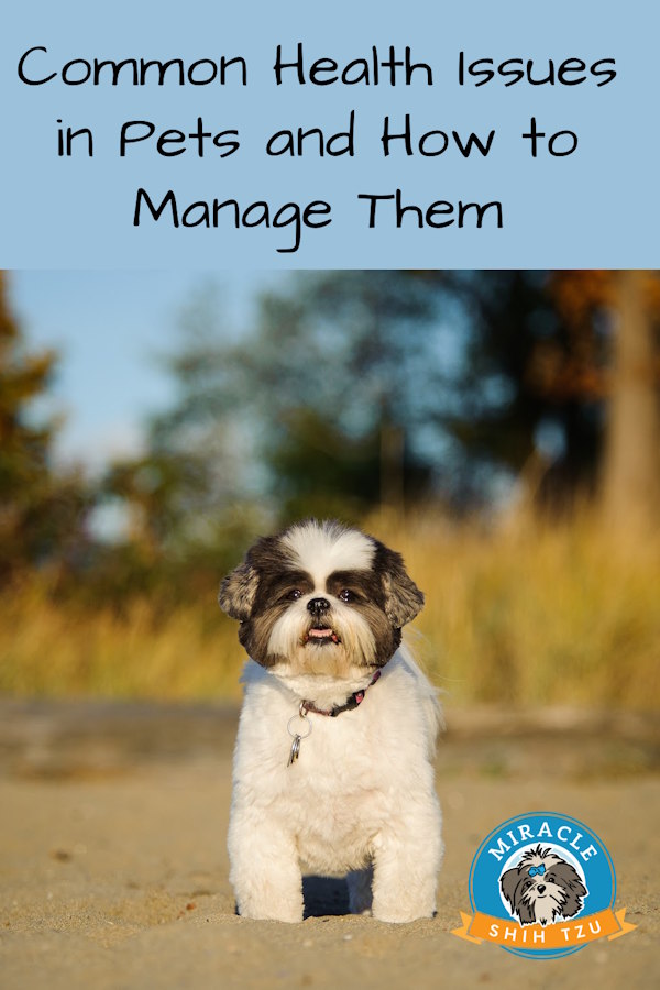 A Shih Tzu is sitting in front of a forested area