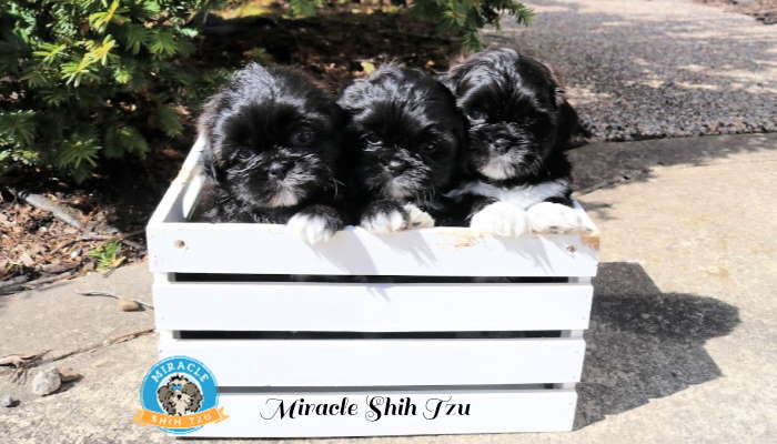 is yogurt good for shih tzu