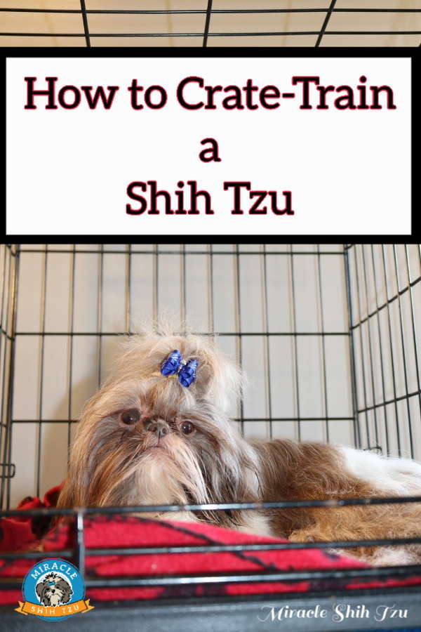 Crate Train a Shih Tzu: Tips and Techniques that Work