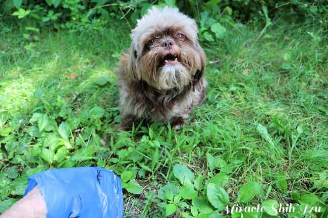 how do you properly dispose of dog poop