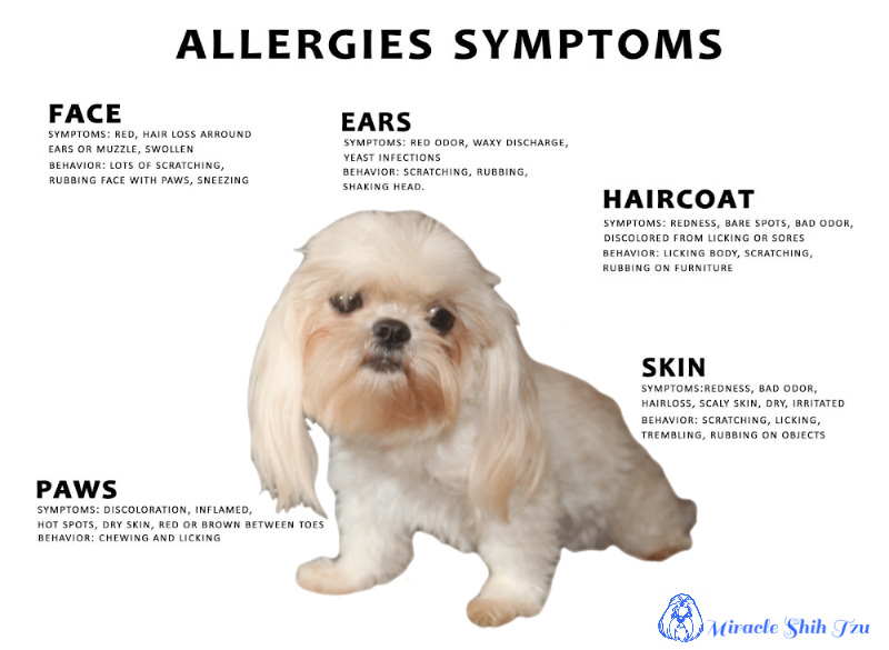 best dog food for shih tzu with skin allergies