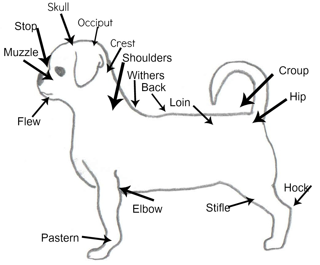 standard type shih tzu