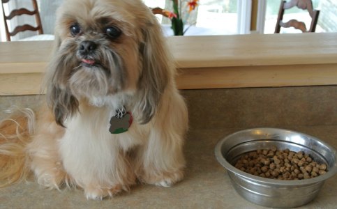 what fruits can shih tzu eat