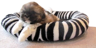 Shih Tzu Puppy in his Dog Bed