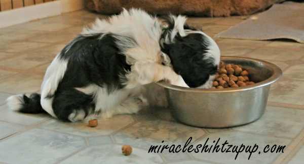 dog-bowls.jpg dog-bowls.jpg