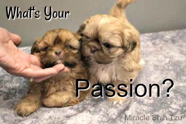 Is breeding dogs your passion?