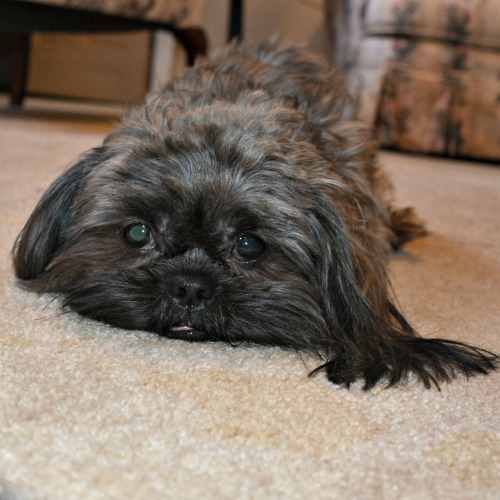 A brindle Shih Tzu is lying on the carpet A brindle Shih Tzu is lying on the carpet