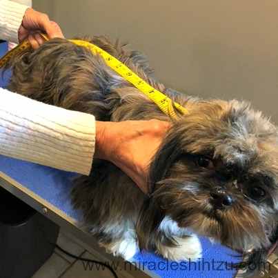 Measure the length of the dog's back from the neck to the top of the tail.