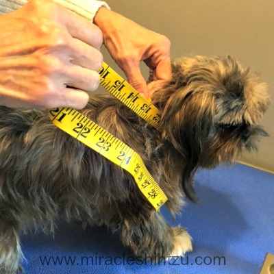 Measure the neck of your Shih Tzu before you purchase a dog costume.