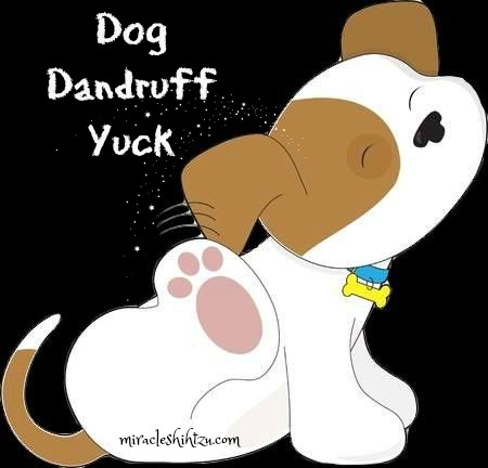 Best treatment online for dog dandruff