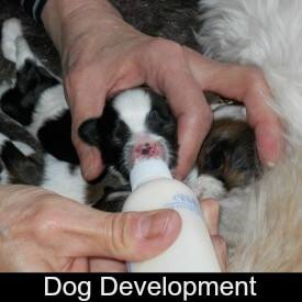 Puppy and Dog Development
