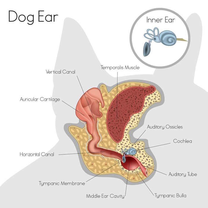 A diagram showing the dog's ear canal and inner ear