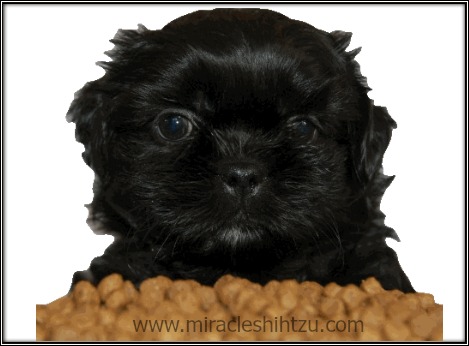 Shih Tzu Puppy Feeding Chart