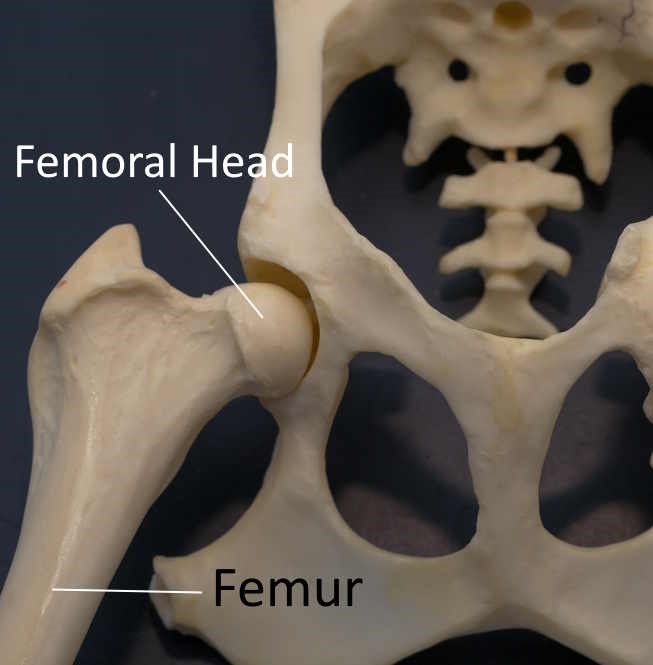A picture of the dog hip joint where the femoral head connects with the pelvis