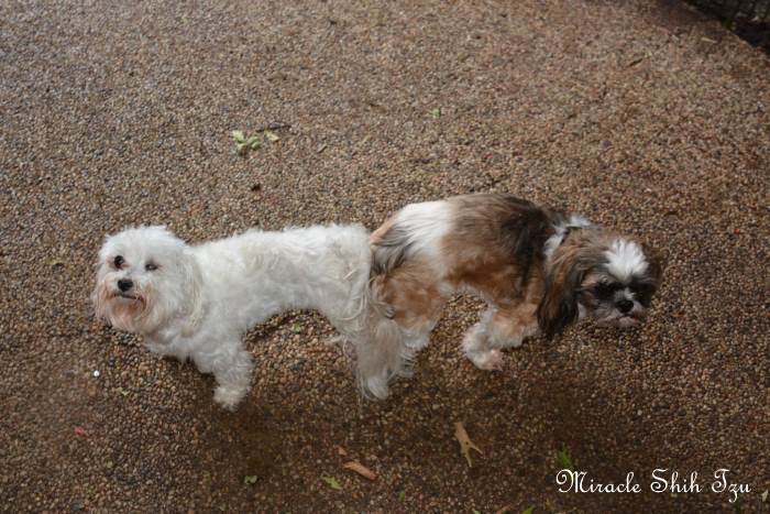 Shih tzu deals in heat