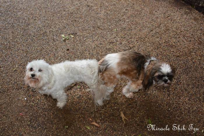 shih tzu first heat