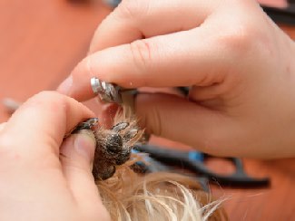 How to Clip Dog Nails: Fool Proof Method