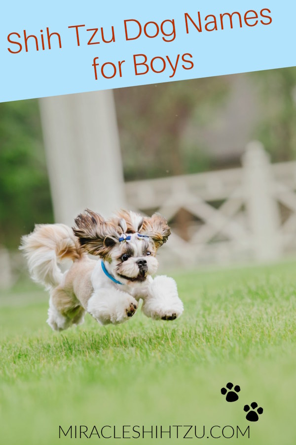 A Shih Tzu is racing to the camera on a field of green grass