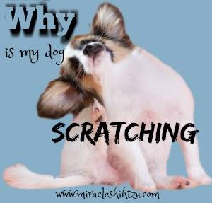 Why is my dog Scratching Link