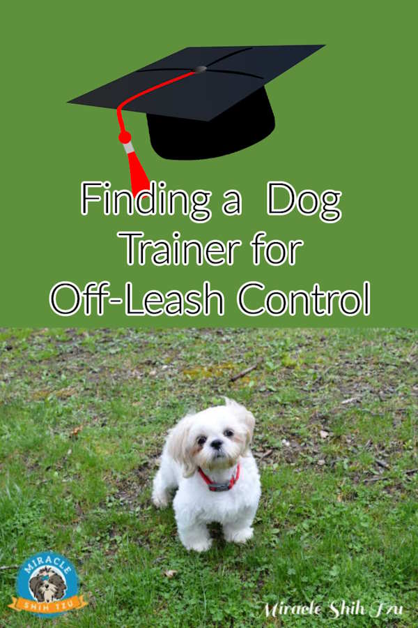 A Shih Tzu on the grass and graduation cap in a pin image