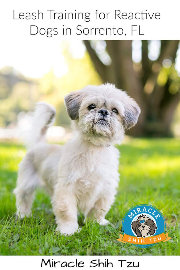 A Shih Tzu shown in the grass and looking at the camera, pin image