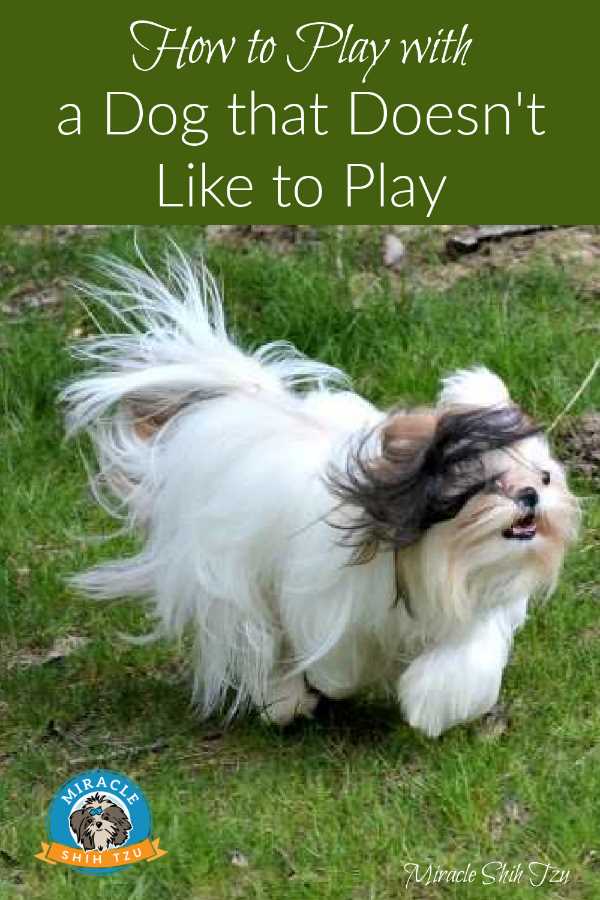 Pin Image:  A Shih Tzu dog is running in the yard