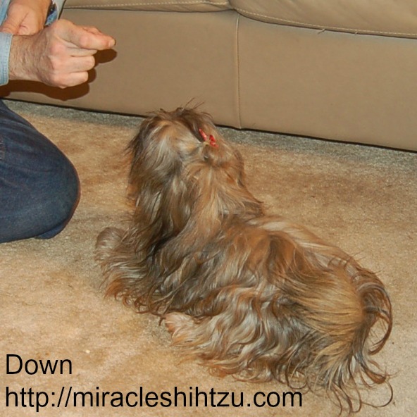 You can teach your dog how to lie down