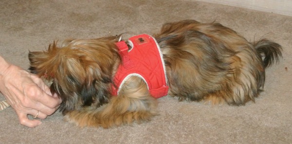 Teach Your Dog How to Lie Down