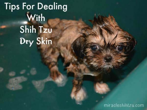 shih tzu itchy ears remedy