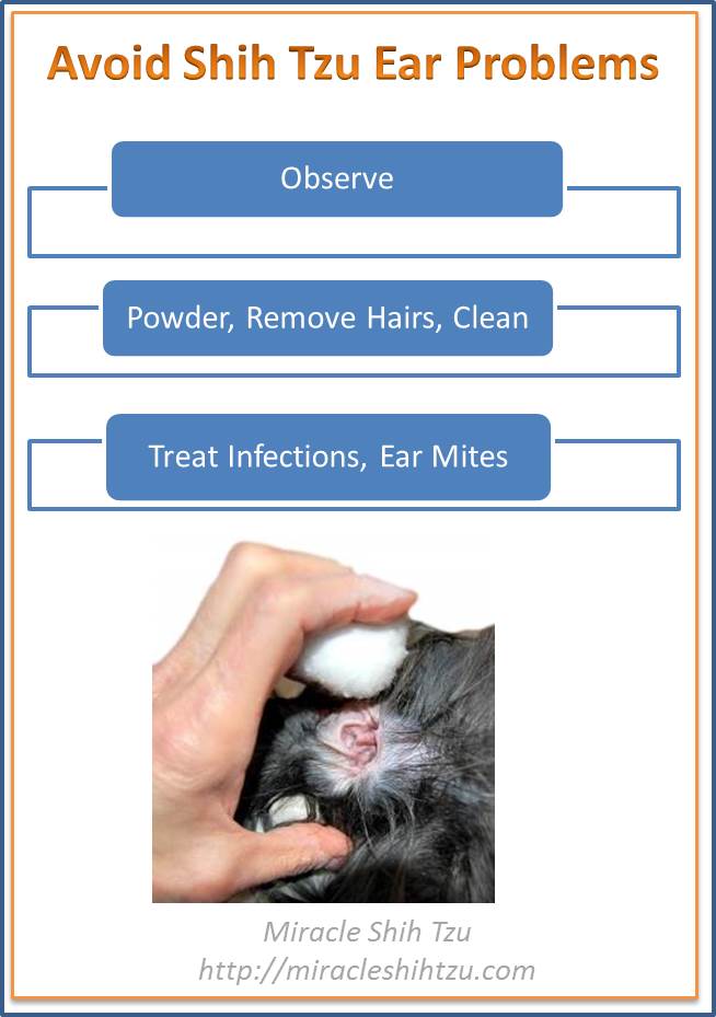 shih tzu itchy ears remedy