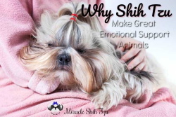 Why Shih Tzu makes great emotional support animals.