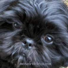 why do shih tzu eyes smell