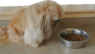 Feed Your Shih Tzu a Healthy Diet Feed Your Shih Tzu a Healthy Diet