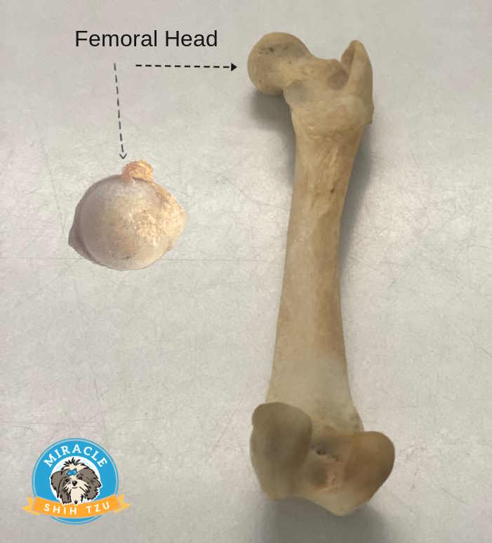 A dog femur and a femoral head retrieved from a surgical procedure