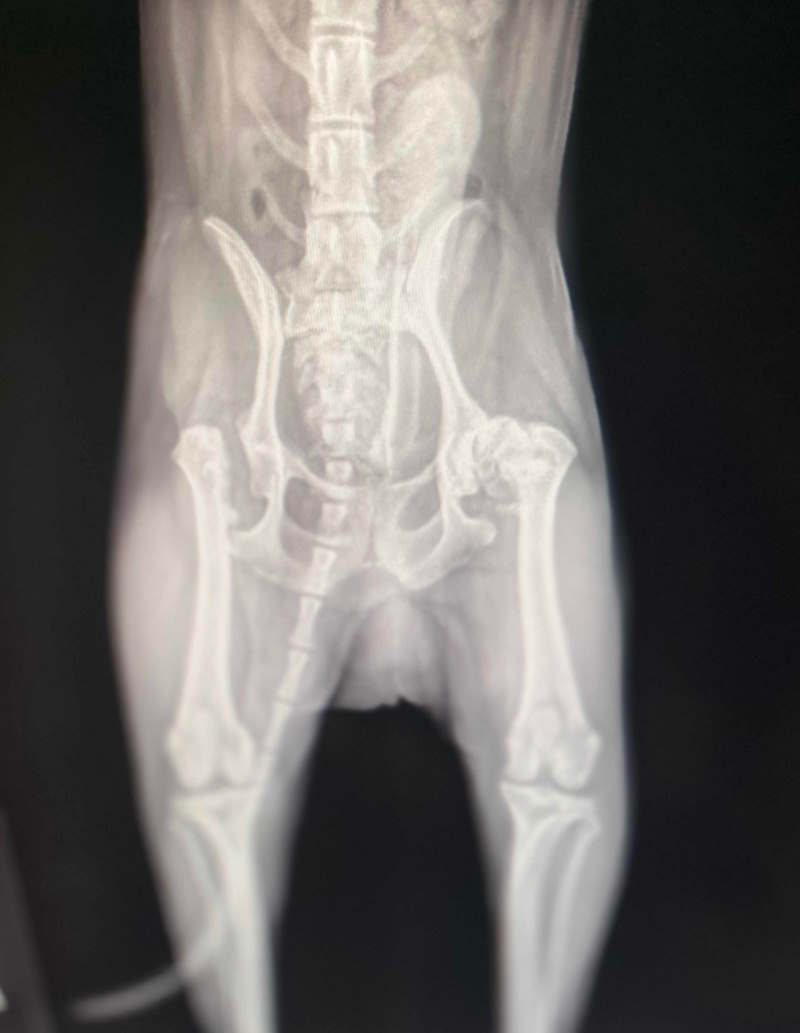 x-ray of a dog with a femoral head ostectomy 